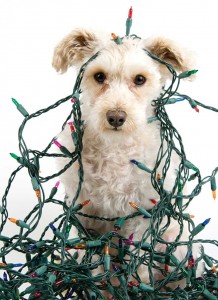 “Often, during the holidays, families will experience some added chaos and a unique set of dangers for their pets. With all the hubbub, it can be easy for pets to access candy, ribbon and other potentially harmful items or for a pet to run outside unnoticed when guests arrive. We want the holiday season to be a festive and safe time for every member of your family. A little extra caution can go a long way in keeping your furry friends safe.” -Dr. Brian Benjamin, Ohio Drive Animal Hospital