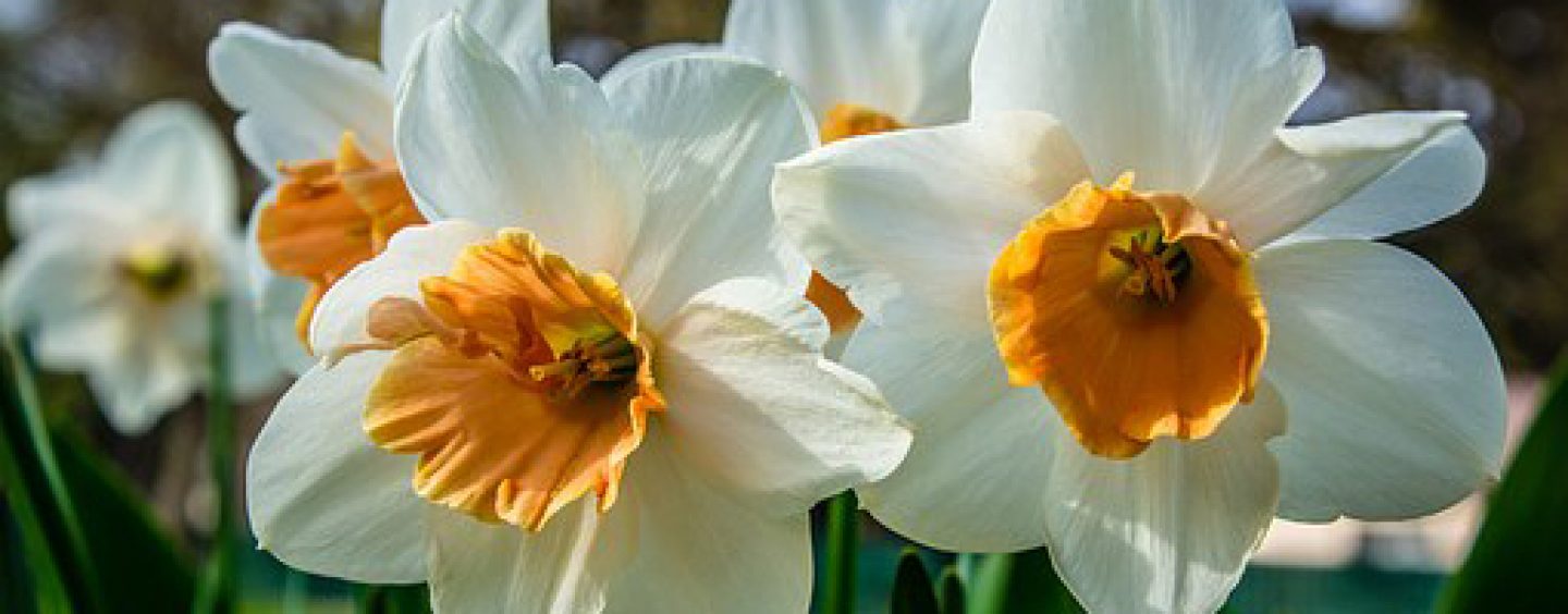 The 14th Annual Bulb & Perennial Mart Good Life Family Magazine