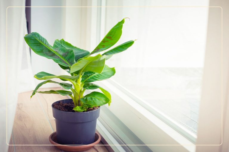 pet safety and banana plant a guide for pet owners