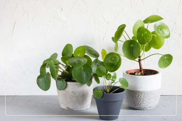 50 Pet-Safe Plants + Their Health Benefits For Owners - Good Life ...