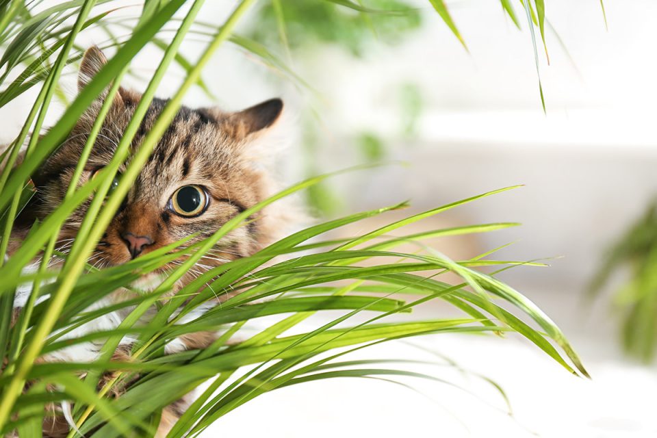 Is The Mint Plant Poisonous To Cats