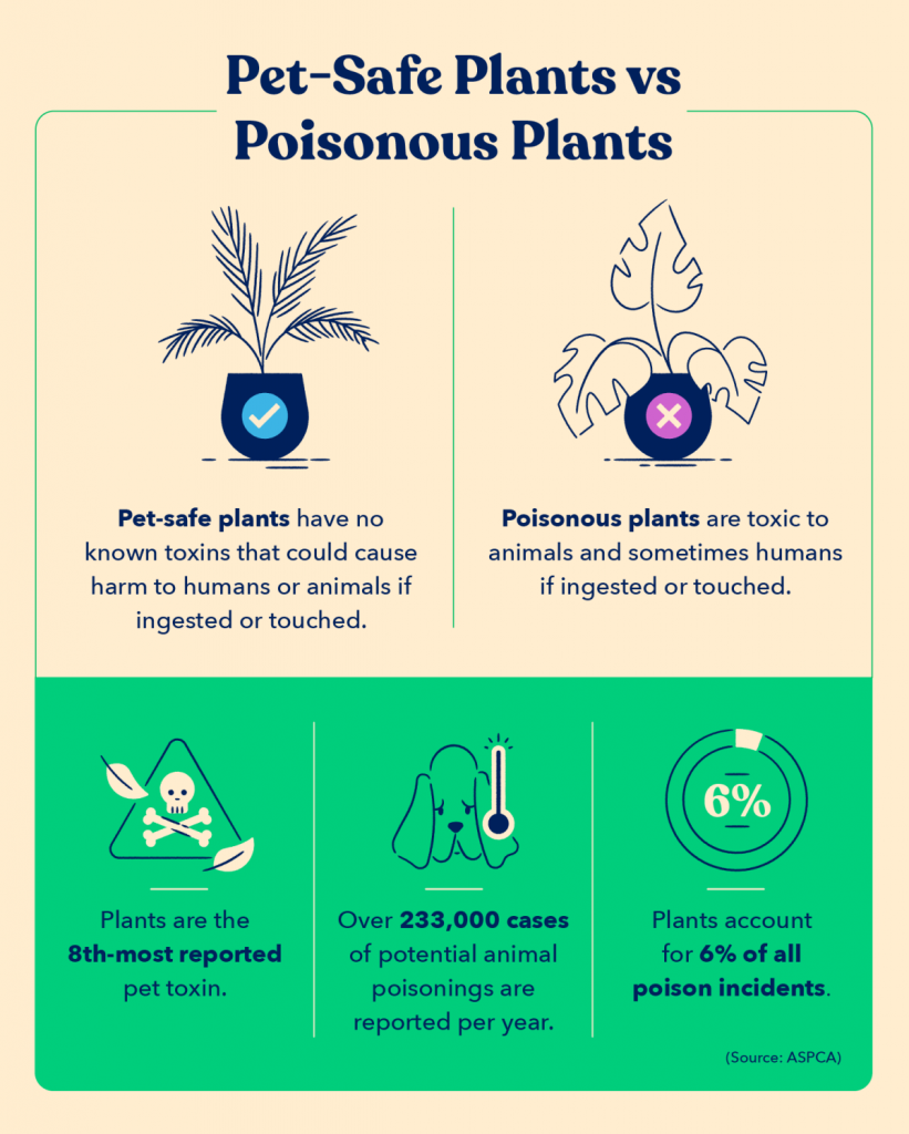 50 Pet-Safe Plants + Their Health Benefits For Owners - Good Life Family  Magazine